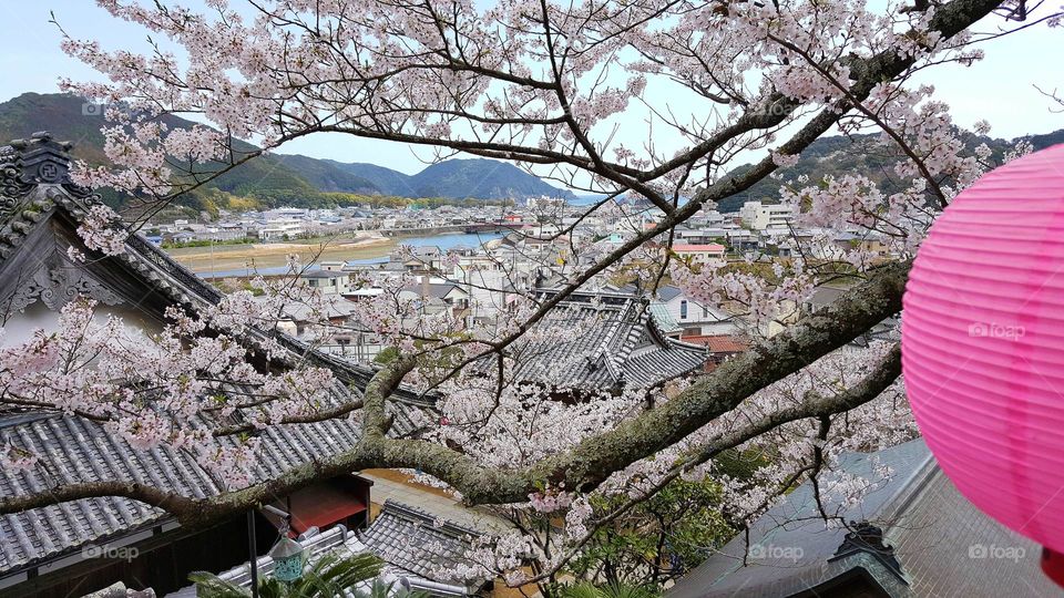Castles, temples and shrines and cherry blossoms...