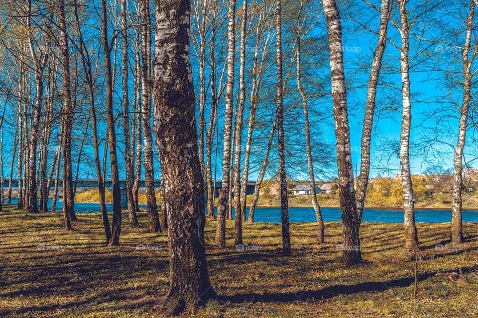 fantastic forest in the park in the summer-autumn season