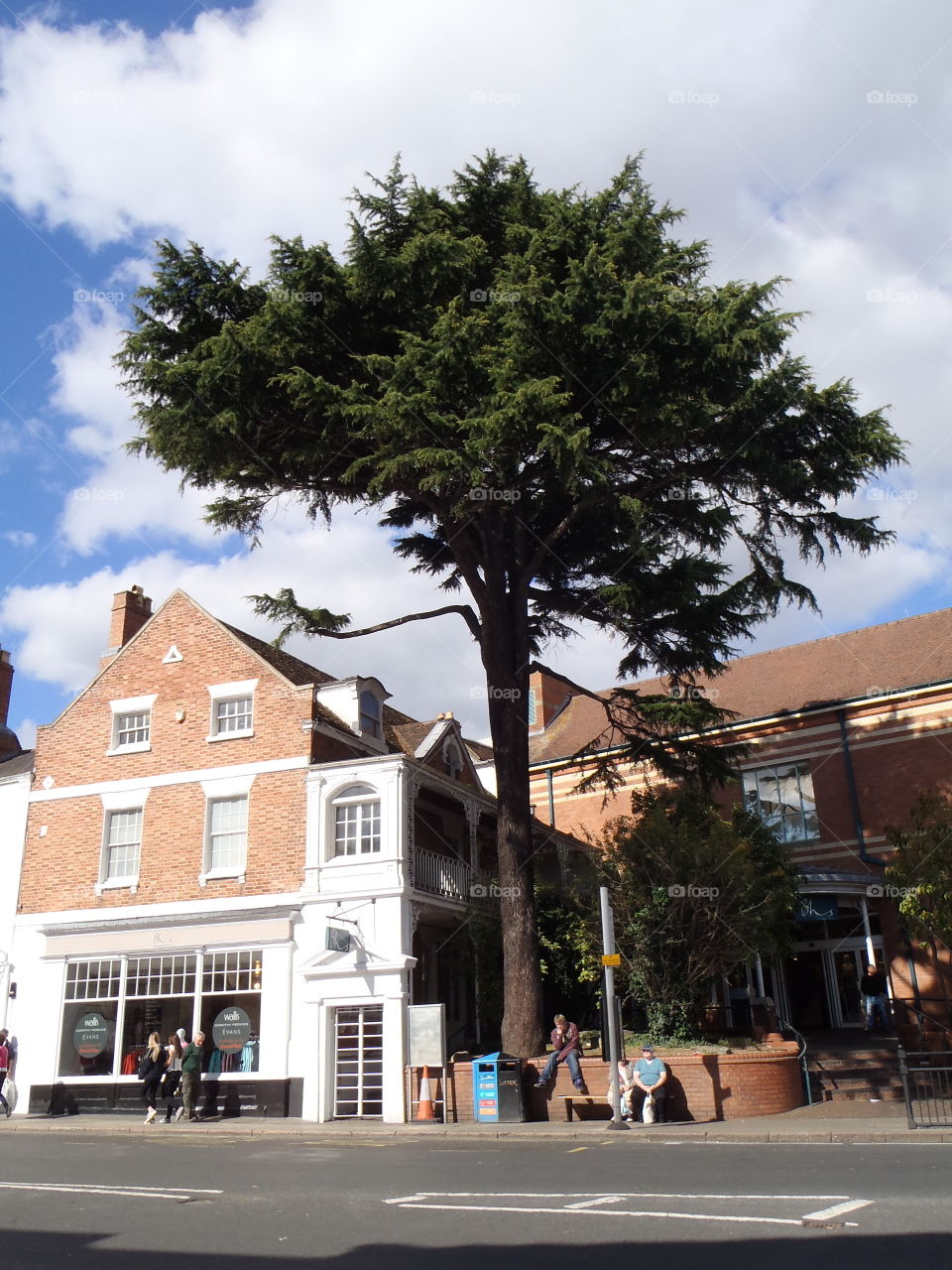 Memorable tree- landmark 