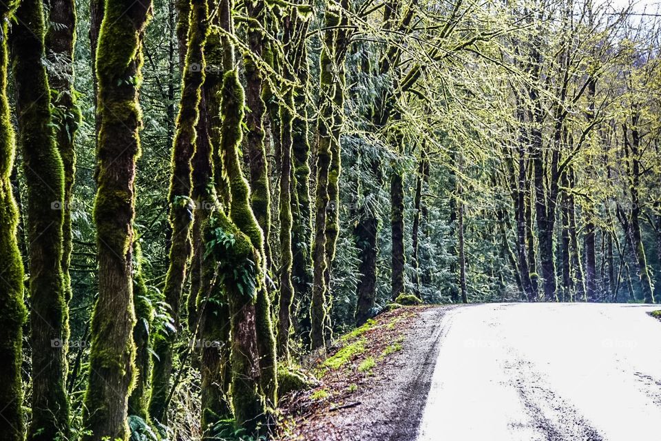 Row of trees down the highway in BC, Canada 