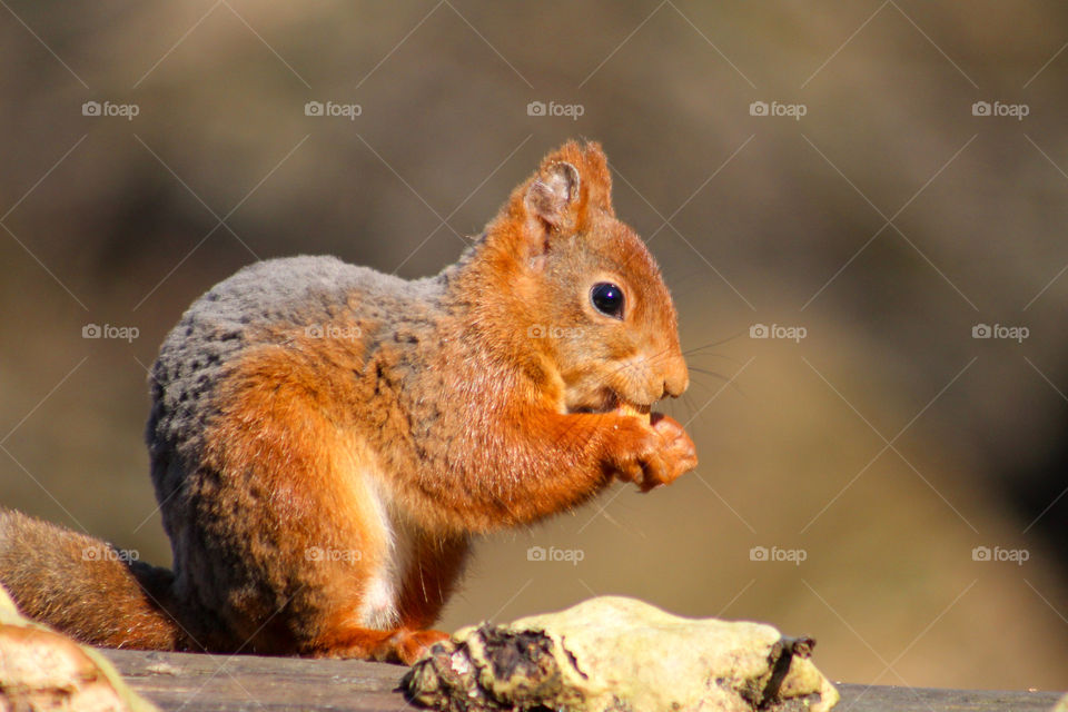Squirrel eating.. and watching me at the same time.