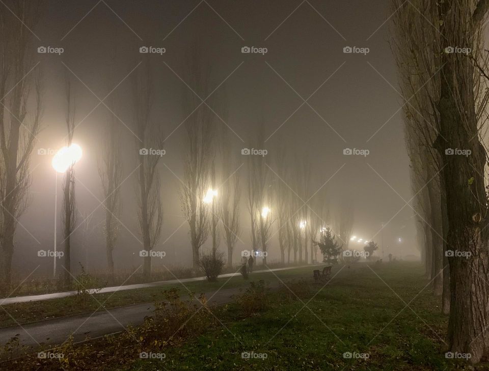 Foggy empty park alley with no people in the evening with a lot of high trees and atmospheric street lighting, made in Kyiv, Ukraine 