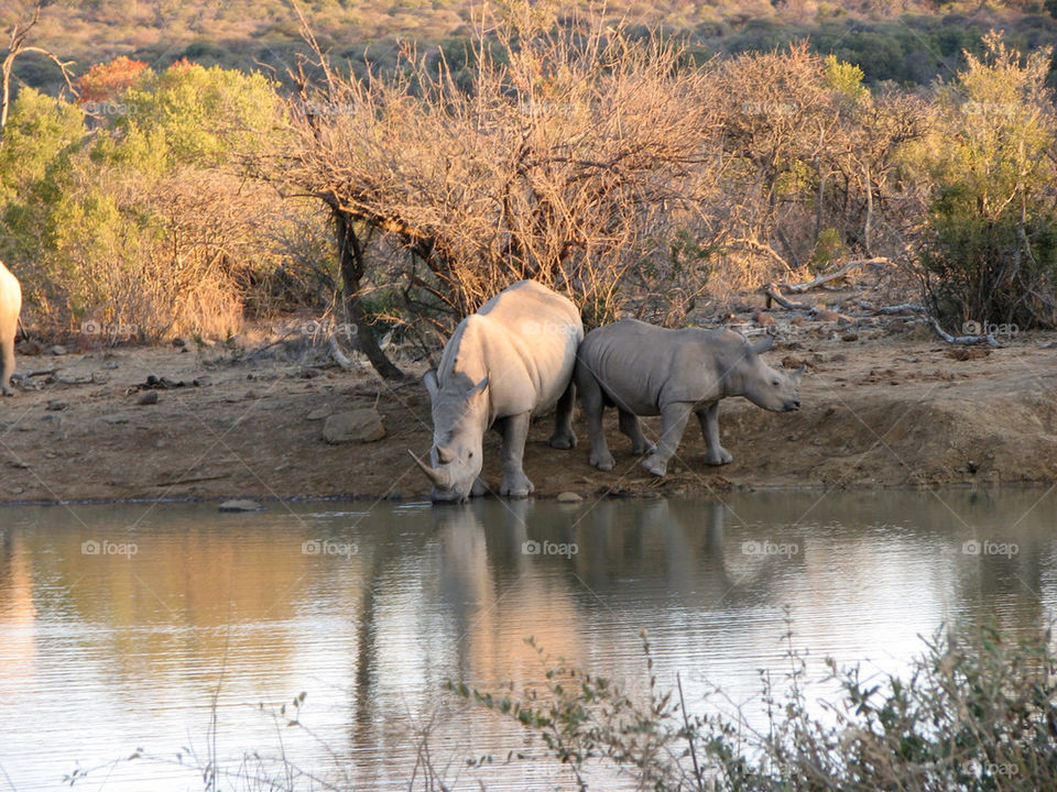 safari drinking rhinos by gatordukie