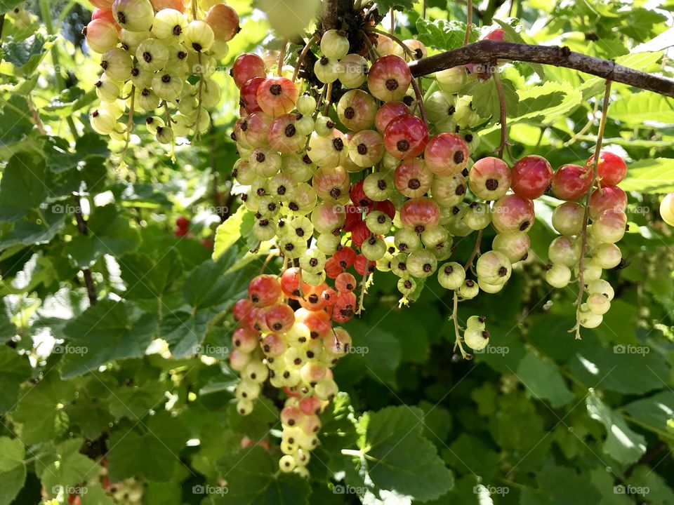 Red currant