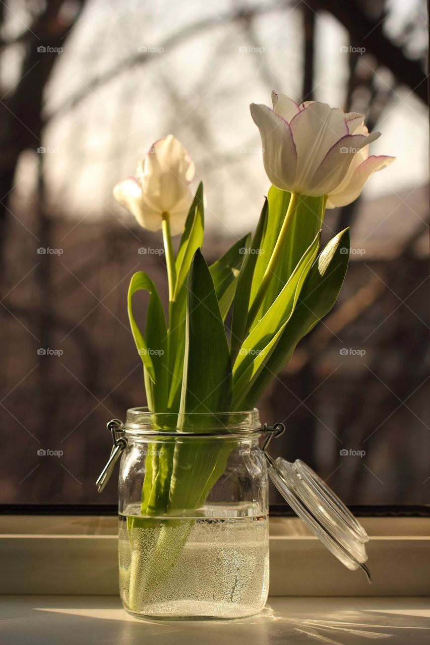 Tulip in a vase