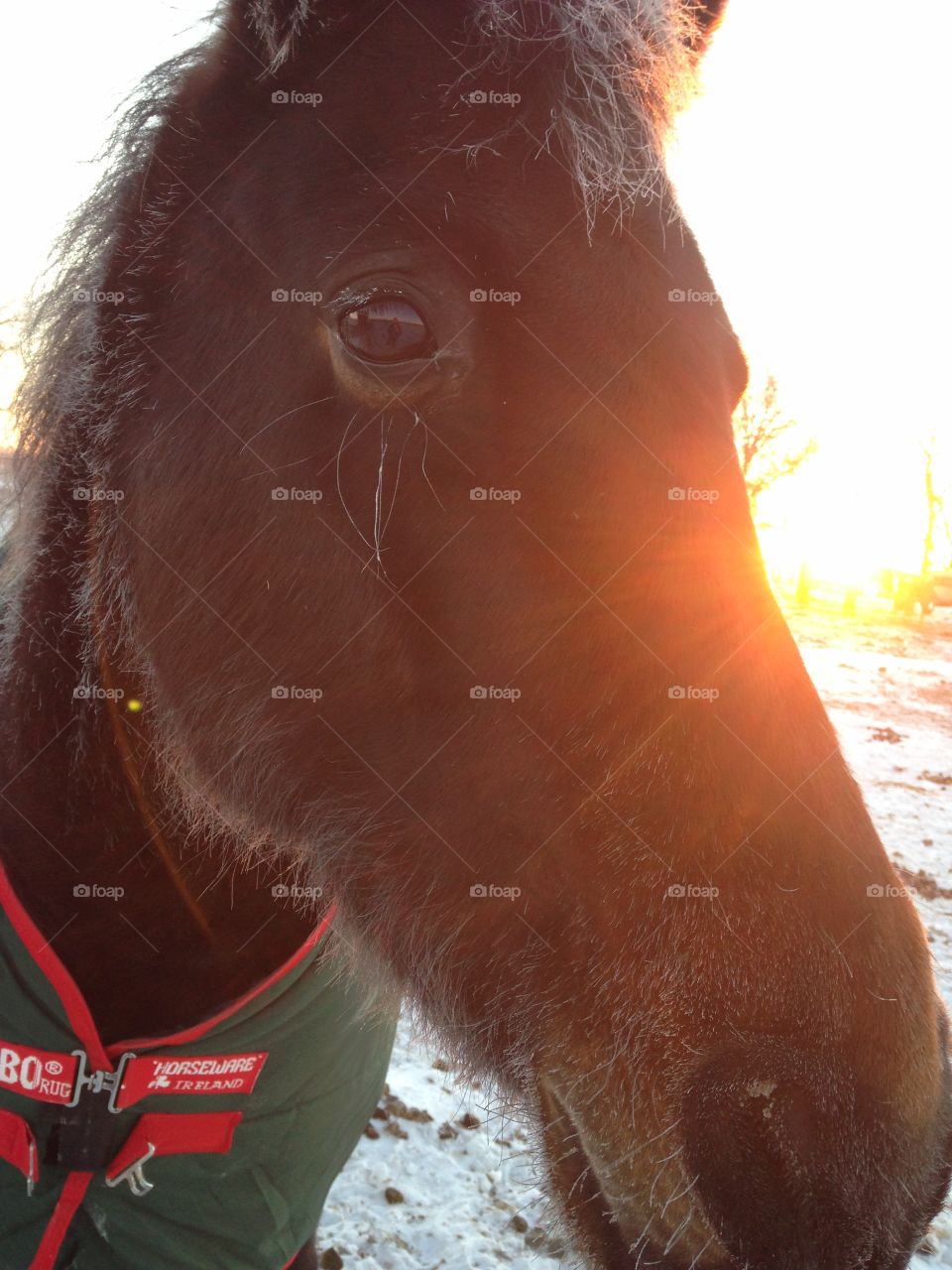 Horse in sunlight and frost