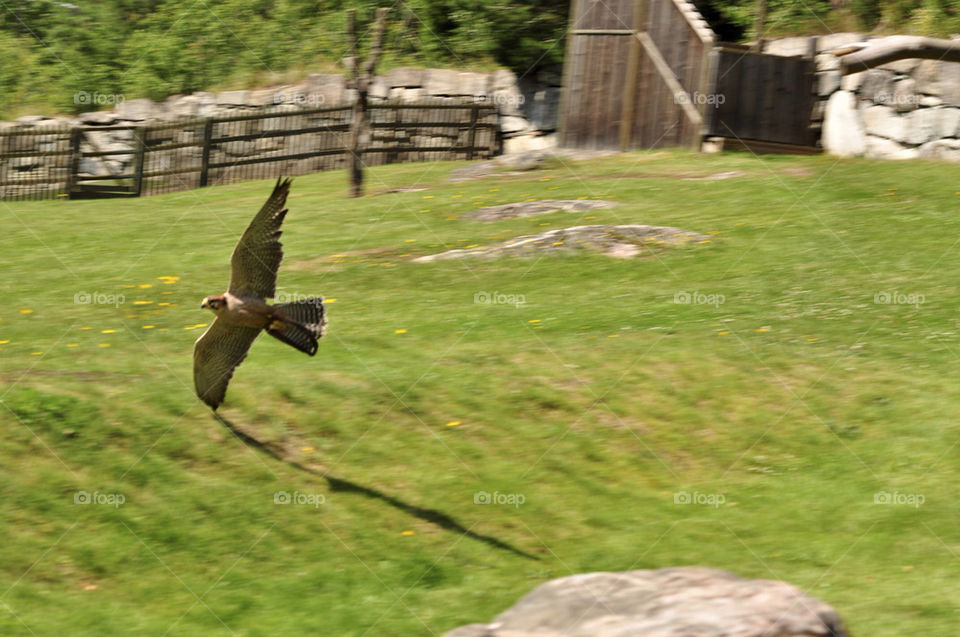 garden hunting animal flying by hkjohan