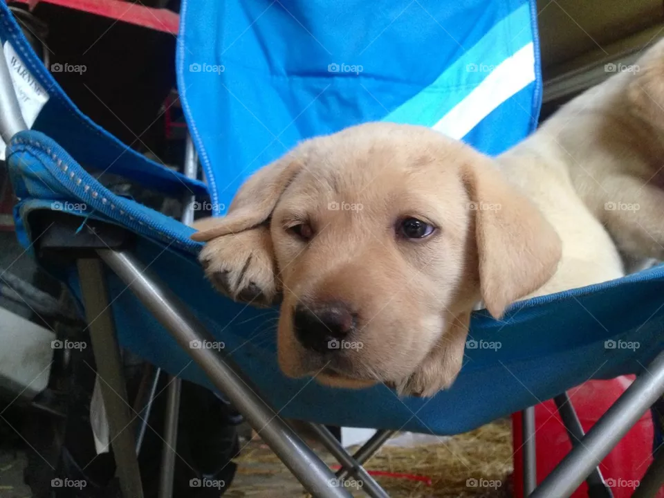 Puppy