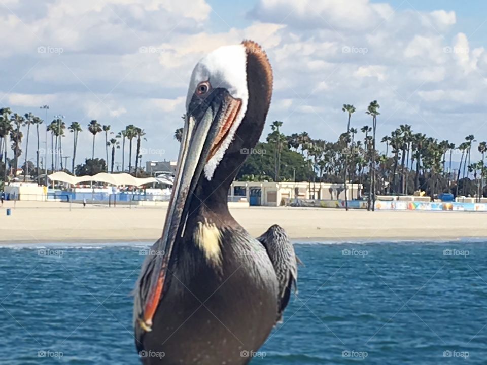 Pelican on the beach 