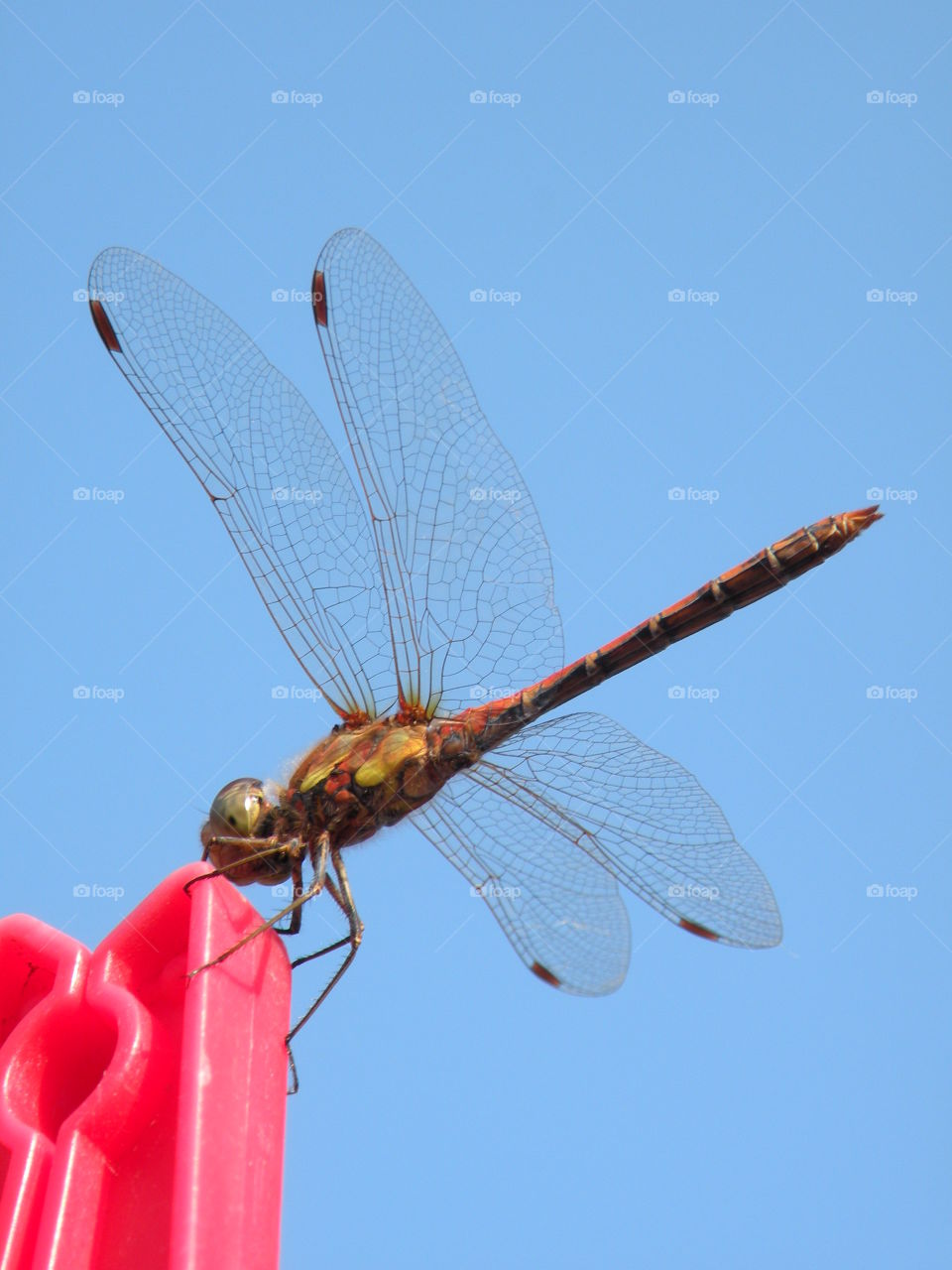 Dragonfly, Insect, Wing, Fly, Nature