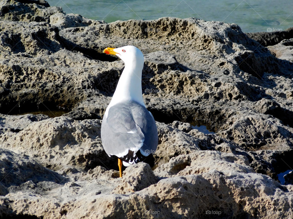 seagull