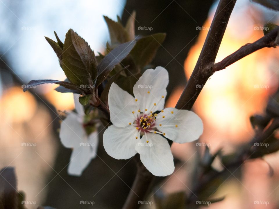 Sunset blossom