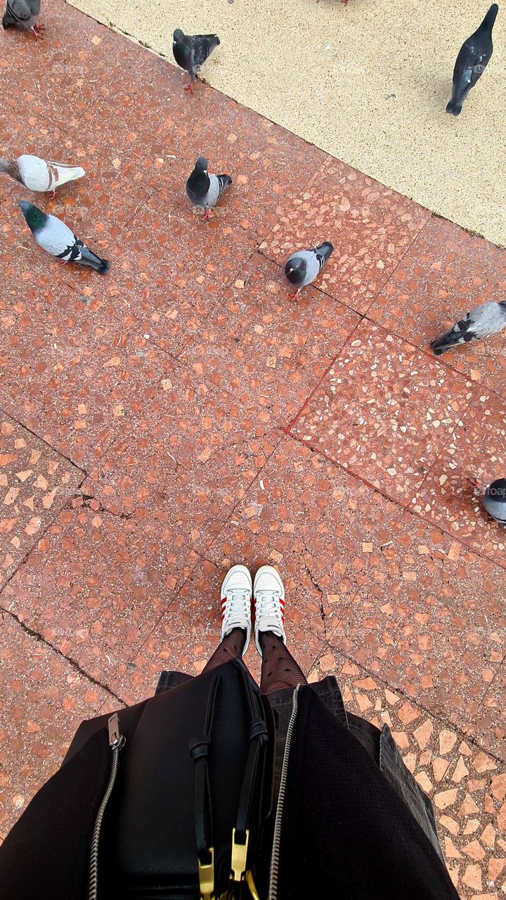 Pigeons
