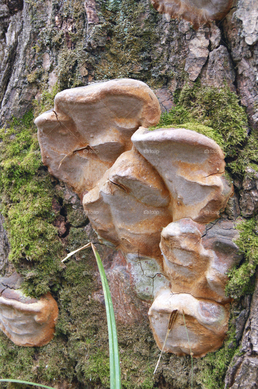 трутовик ложный