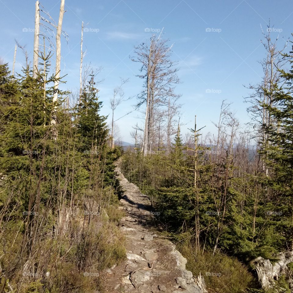 Forest paths - Waldweg