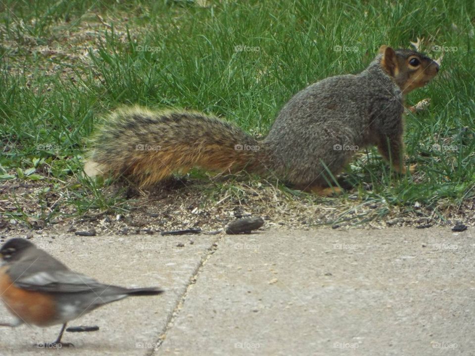 Squirrel and Robin
