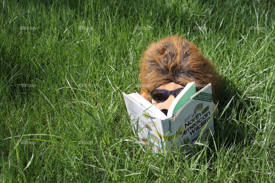 Cool hedgehog summer reading