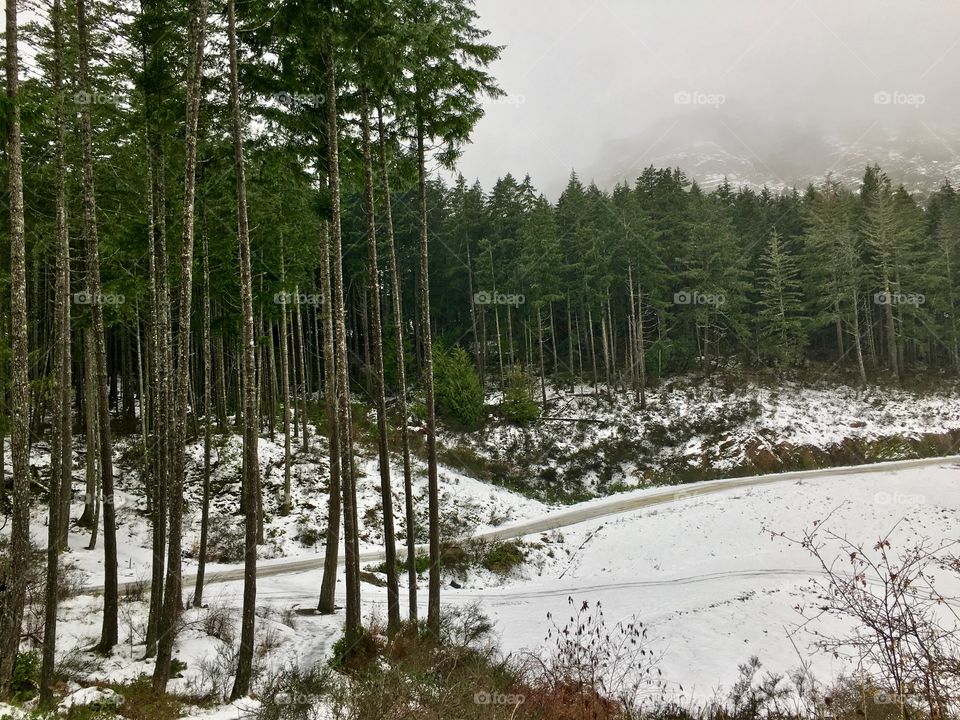 Forest during winter