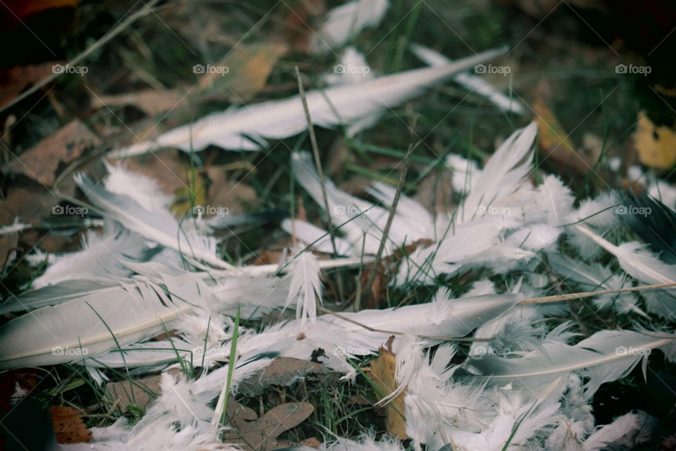 Feathers 