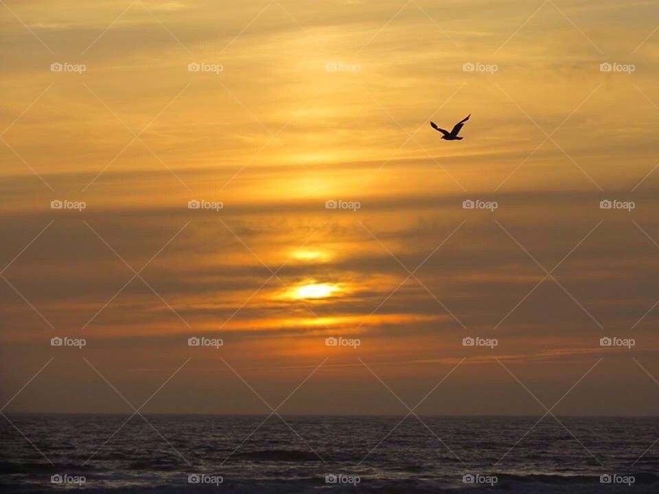 Flying High Sunset