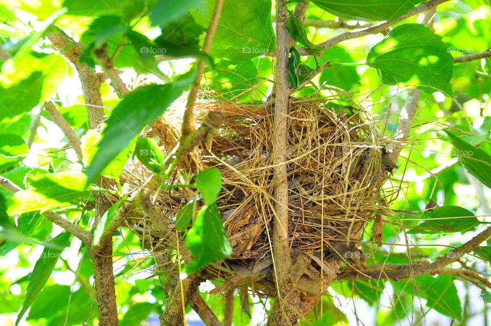Bird nest