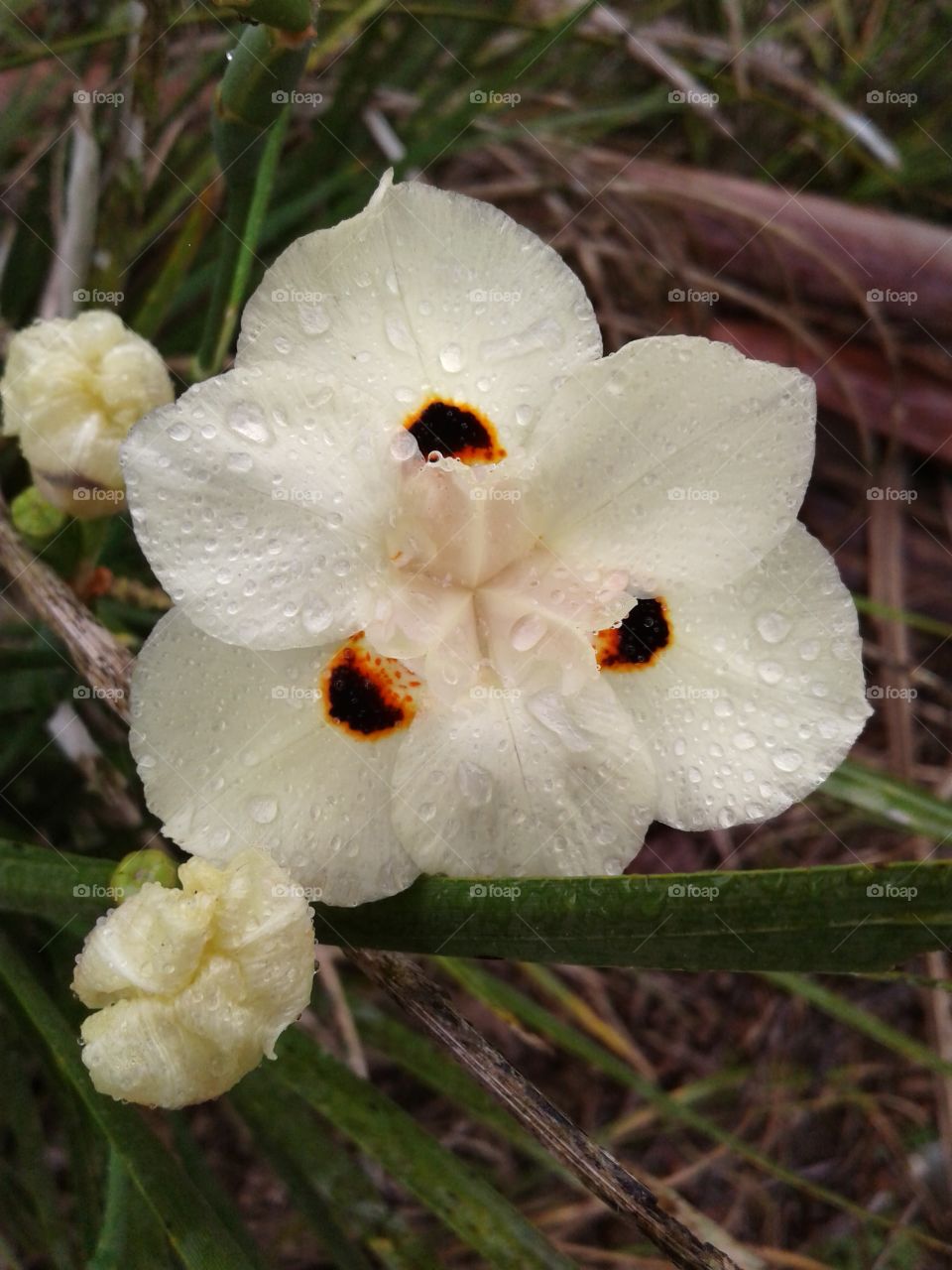 GARDEN NATURAL NATURE ENVIRONMENT FLOWER BOTANICAL BEAUTIFUL