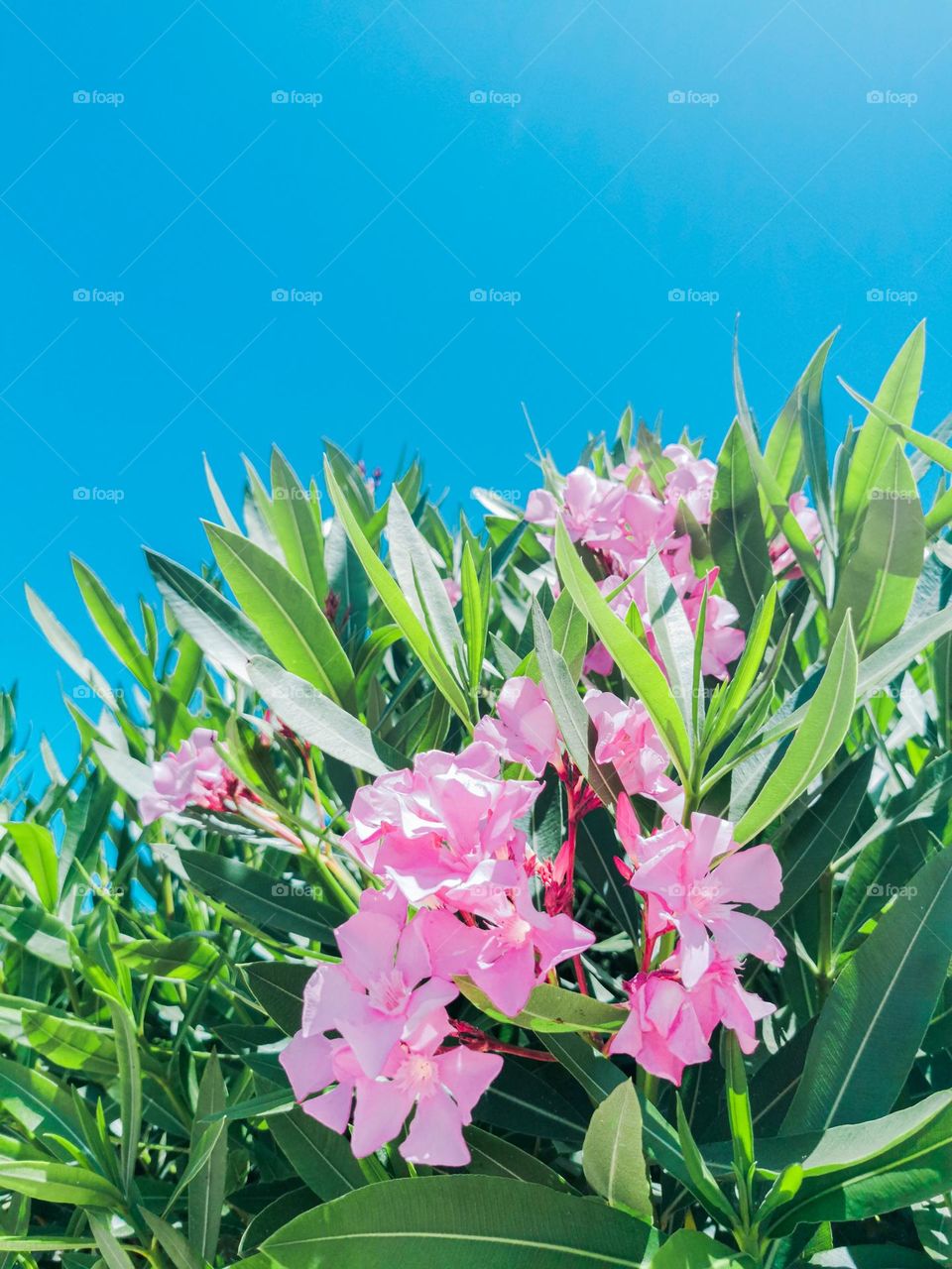 Pink azaleas against blue sky