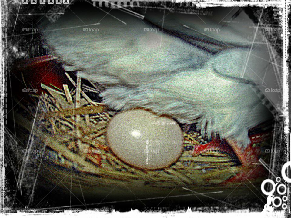 pigeon egg