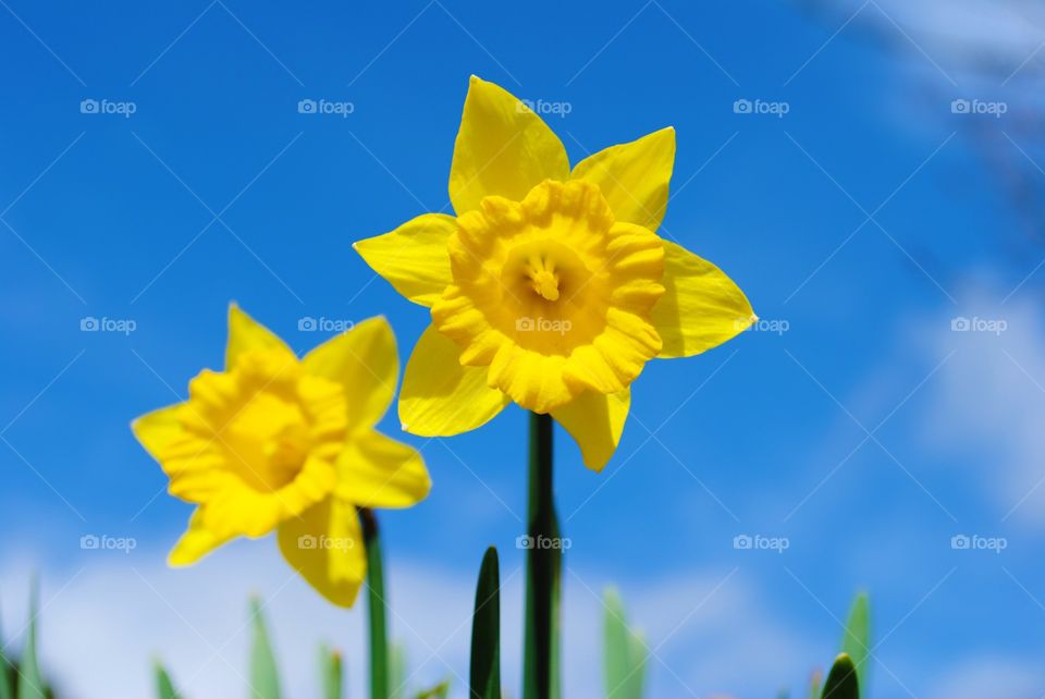 Yellow daffodils against a blue sky in Wales 