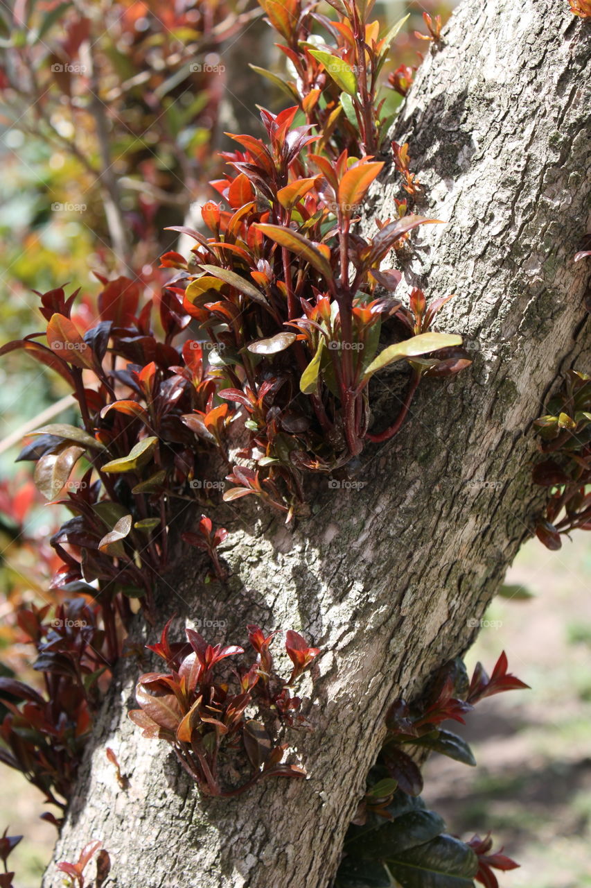 New growth shoots out on the tree stump