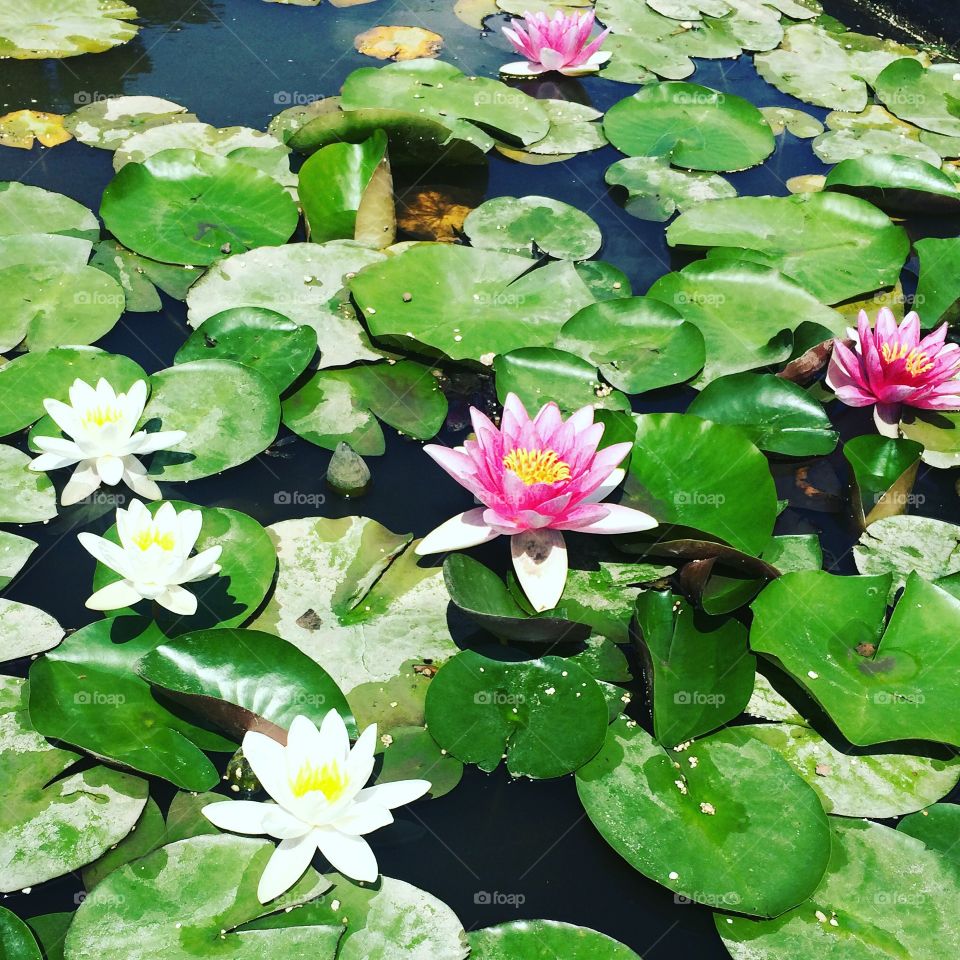 Pool, Lotus, Lily, Flower, Leaf