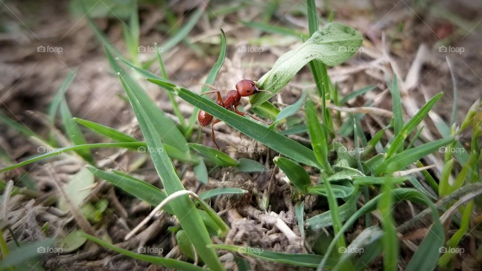 A Red Ant Carring a Large Leaf thru the grass.