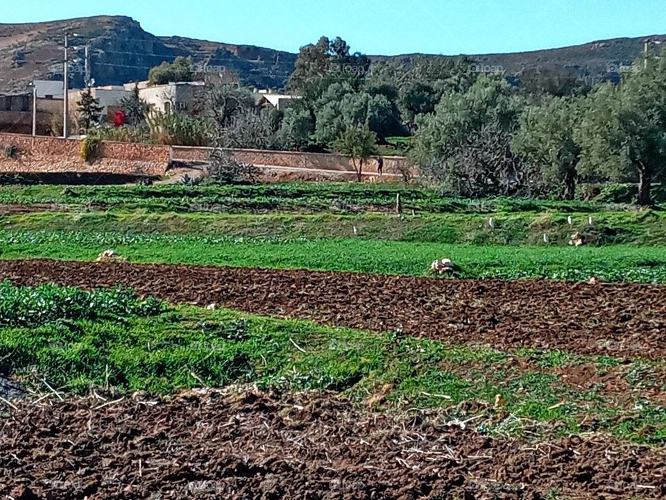 Population between the agricultural lands