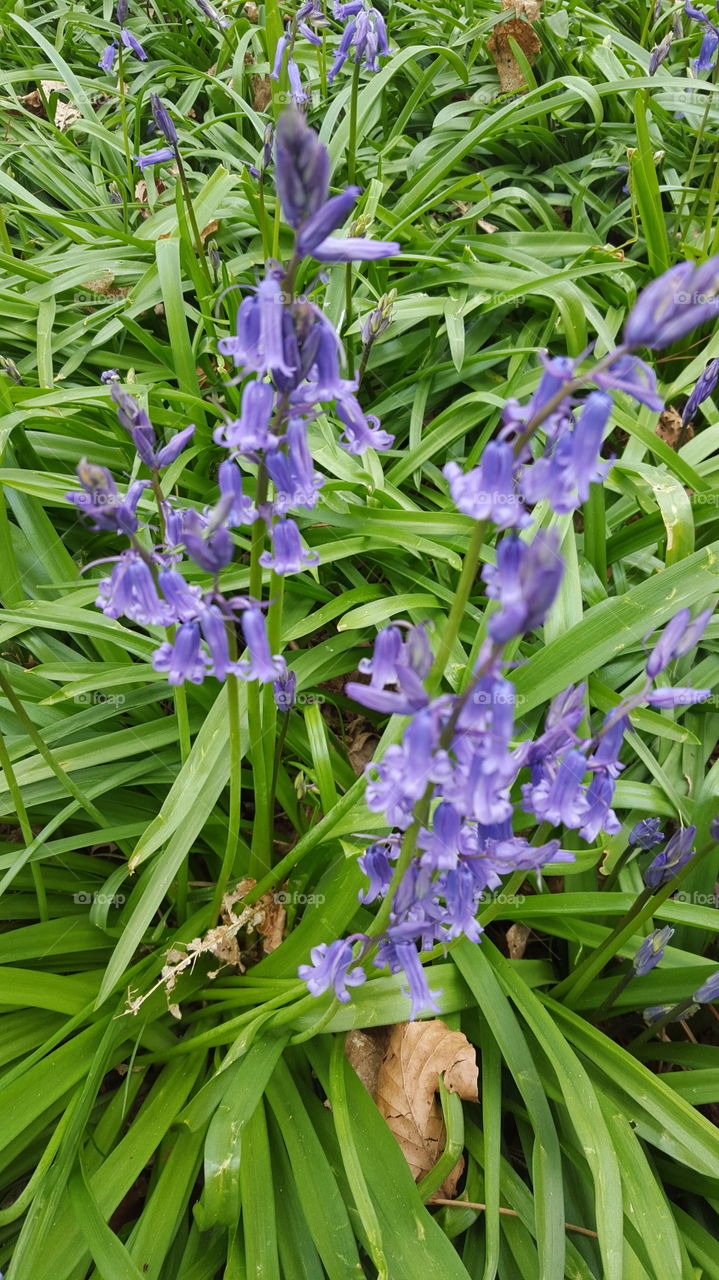 suffolk bluebells