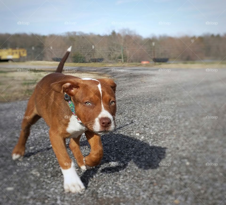 A green eyed puppy crossing a country gravel road