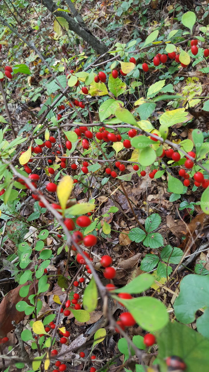 Fruit, Leaf, Tree, Berry, Nature