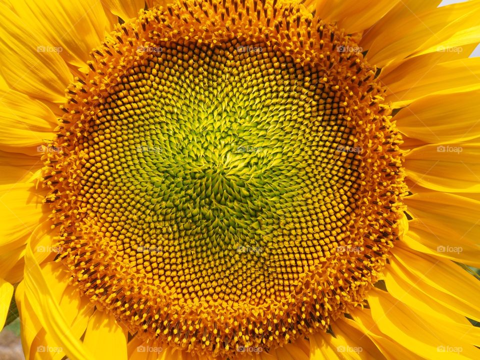 Sunflower Brillance!