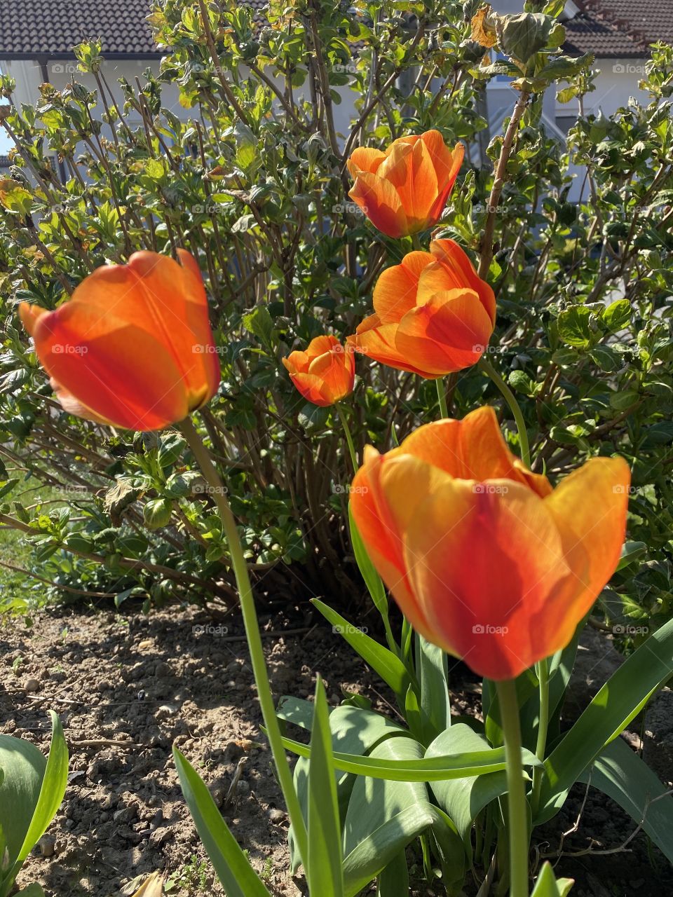 Tulips in the garden 