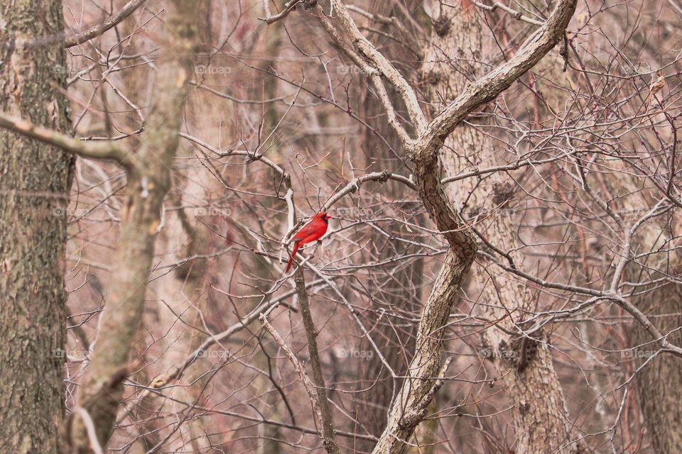 Cardinal in the trees
