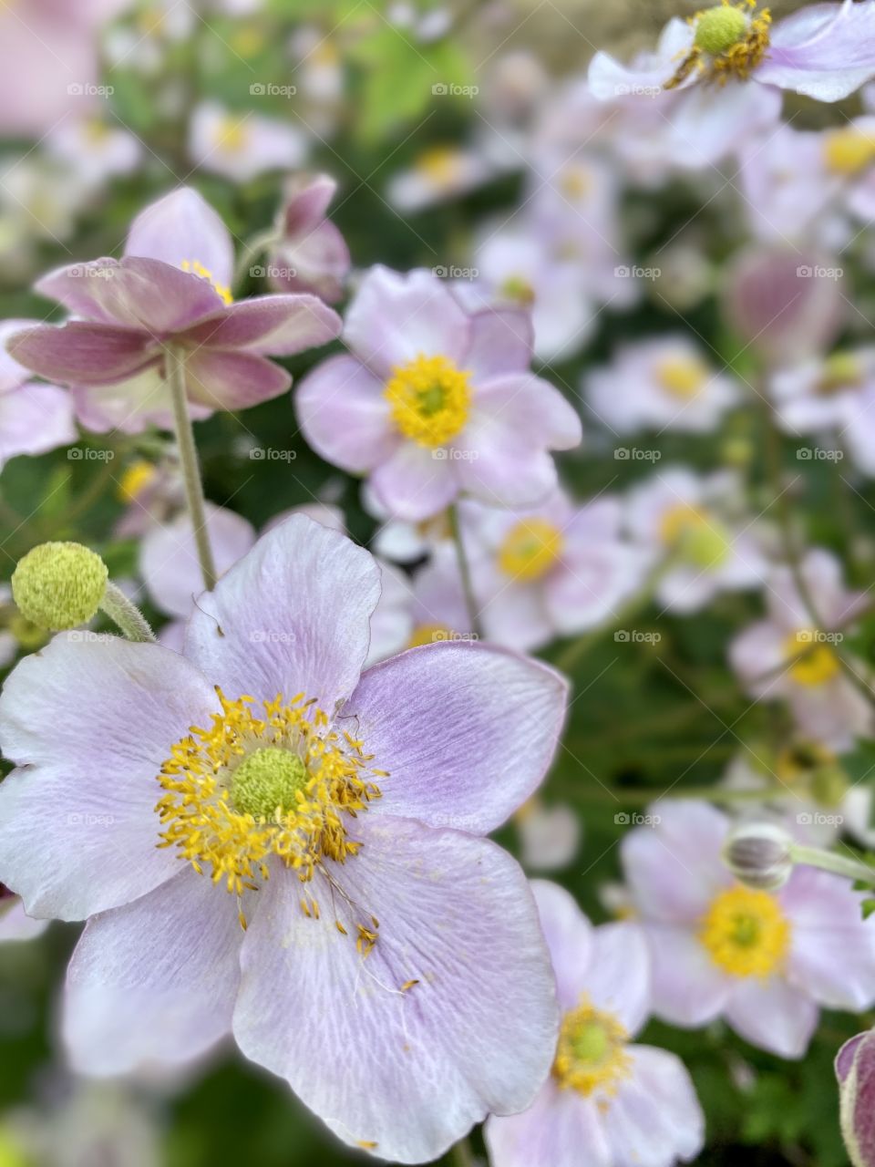 Beautiful flower in the in the bonatical garden 