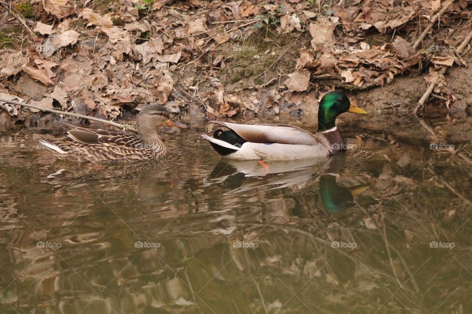 Ducks floating away