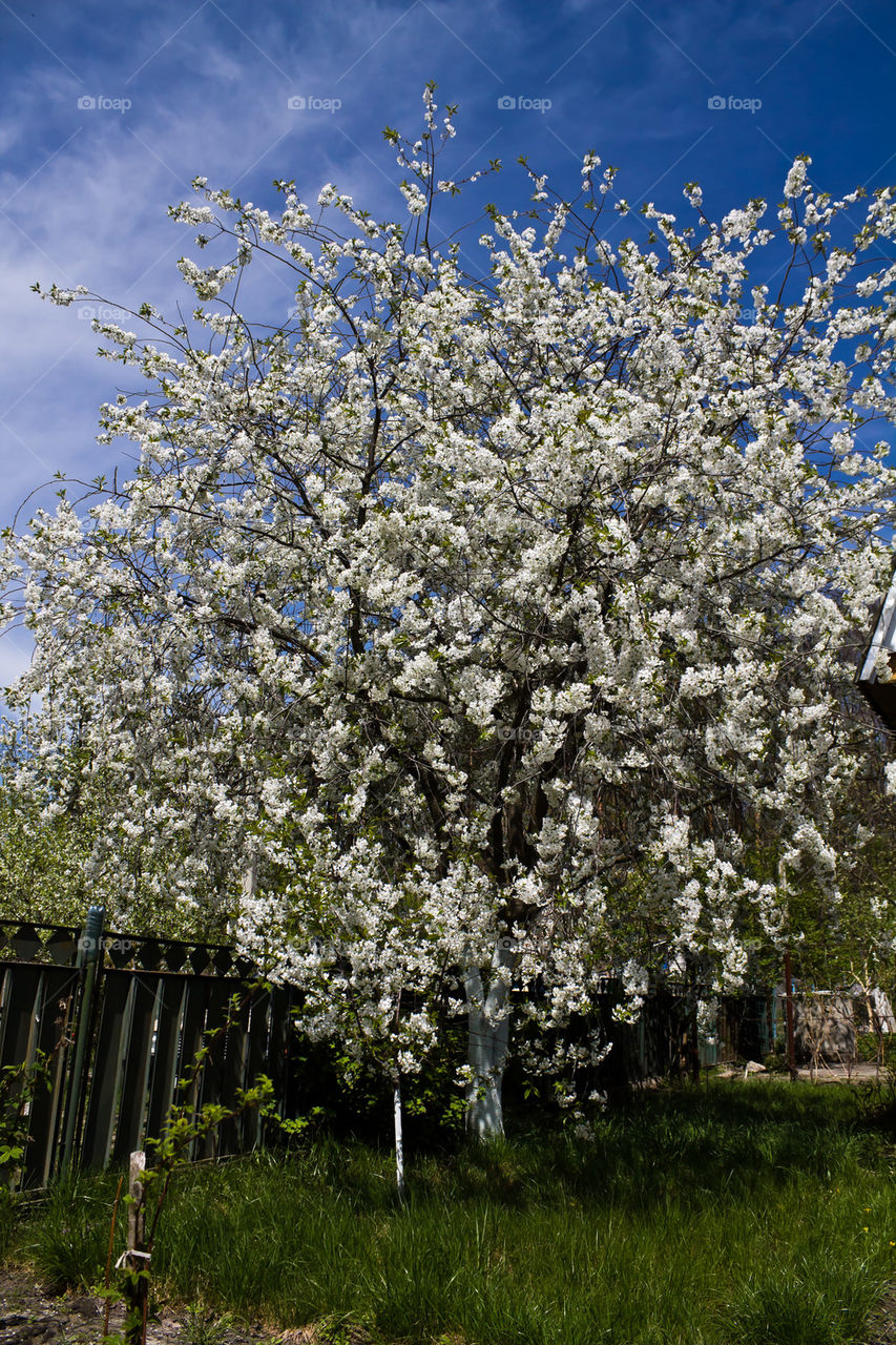 Cherry-tree, spring
