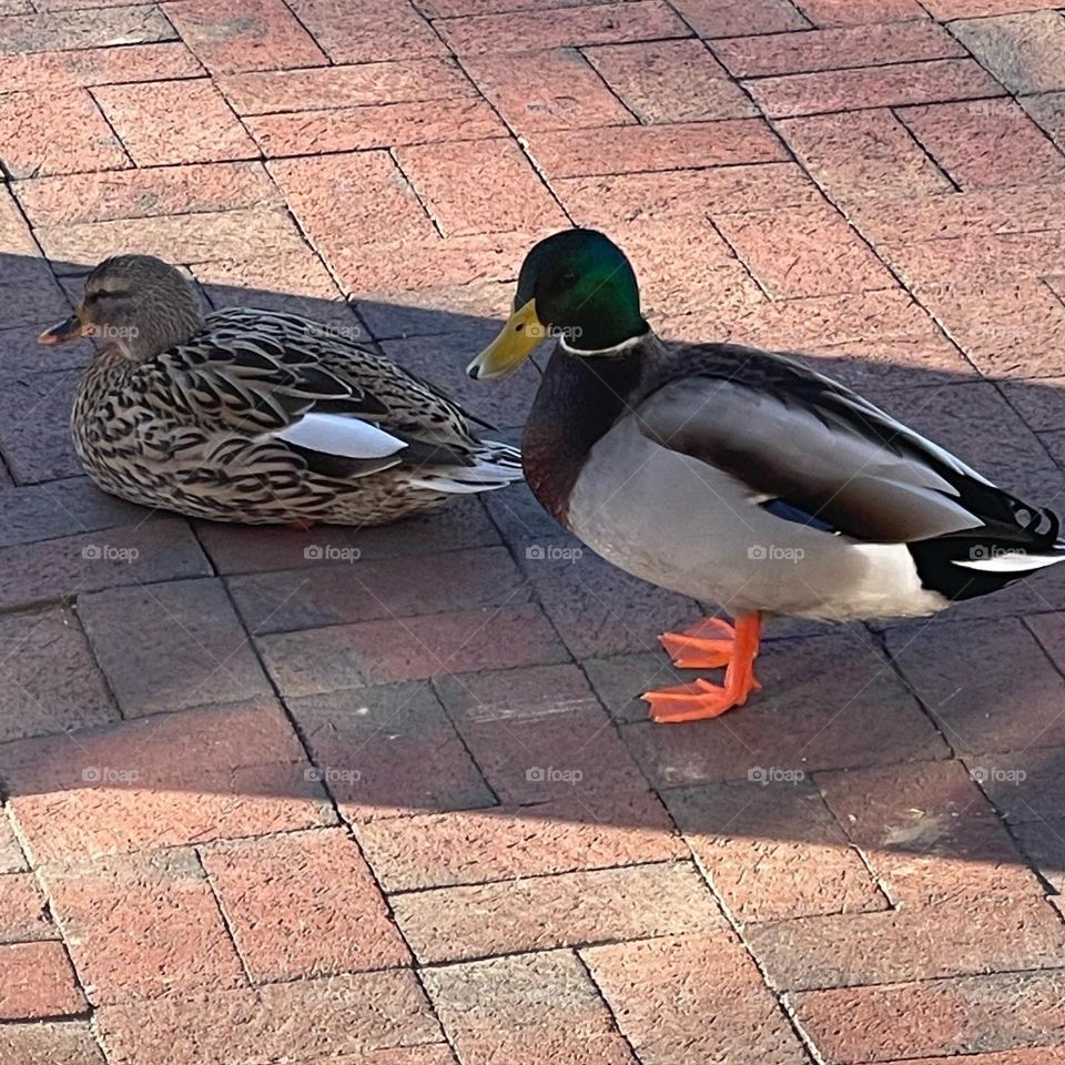 Ducks at work 