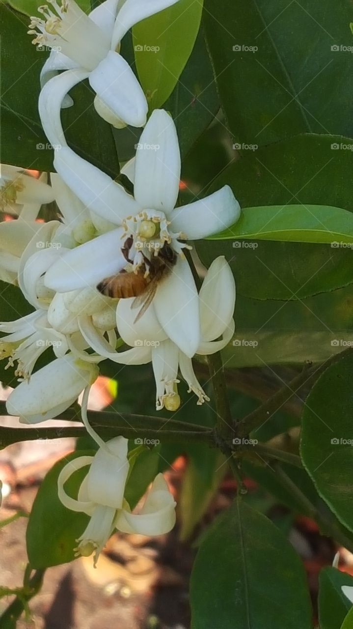 The Orange Blossoms and The Bees