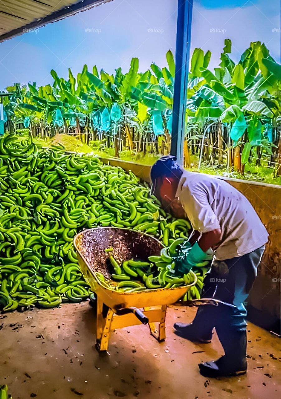MI GENTE PLATANERA COLOMBIANA