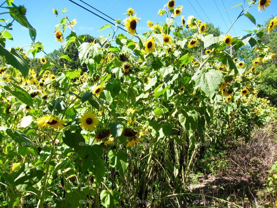 Sunflowers 