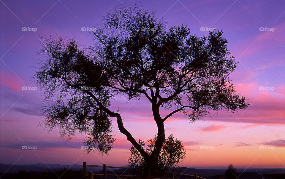 Silhouette of a tree at sunset with purple sky and pink clouds. 