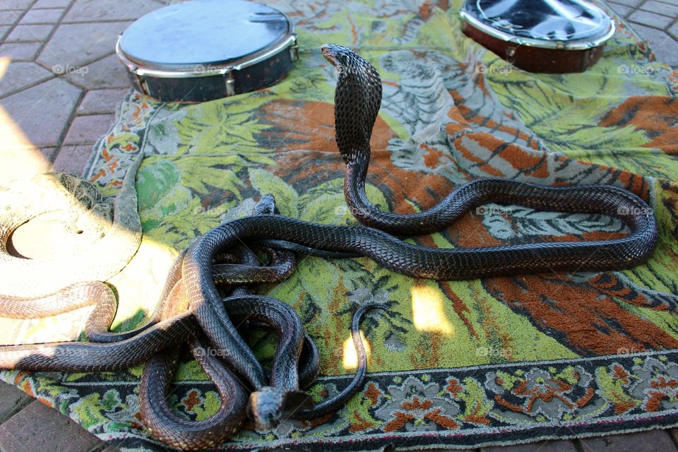 Snakes in Marrakech 