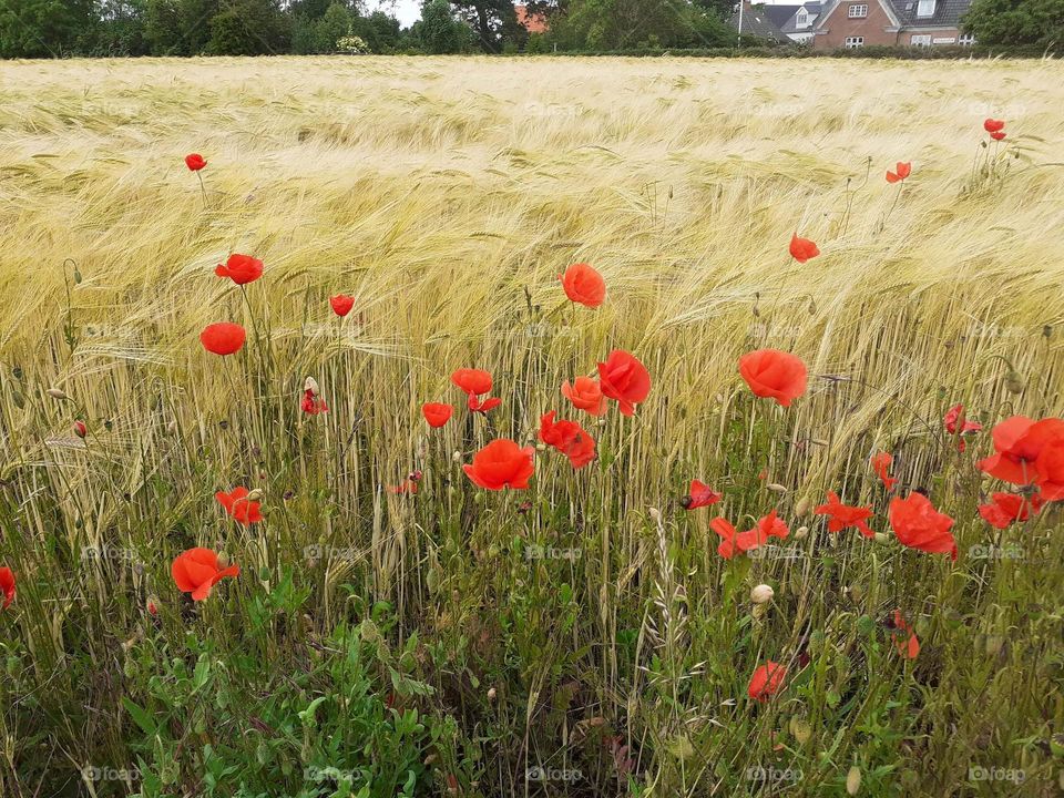 the grain sways in the strong wind