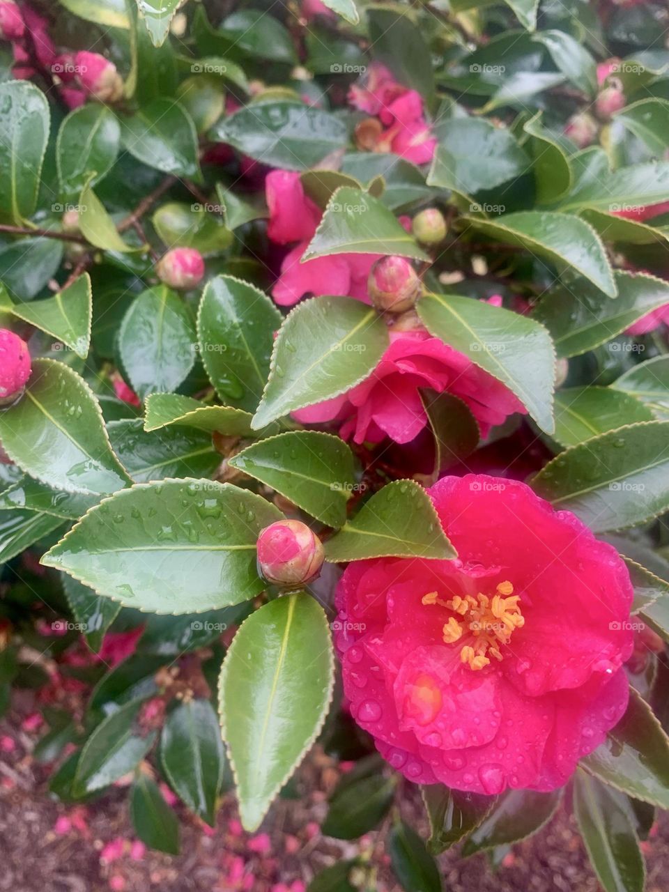 Camellia burst 2